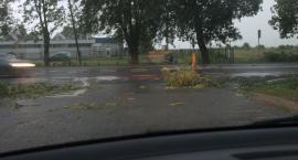 Fotka nr 2 z 12