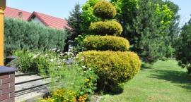zdjęcie nr 41