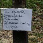 zdjęcie nr 18