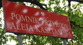 zdjęcie nr 9