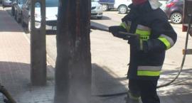 Fotka nr 2 z 17