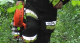 Fotka nr 1 z 49