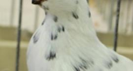 Fotka nr 1 z 3