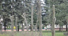 zdjęcie nr 7