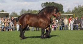 zdjęcie nr 83