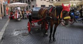 zdjęcie nr 102