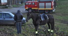 Fotka nr 2 z 14