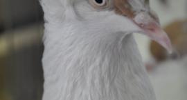 zdjęcie nr 45