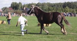 zdjęcie nr 33