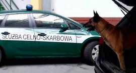 Fotka nr 2 z 3