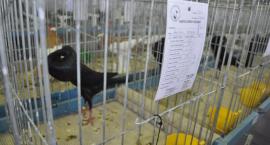 zdjęcie nr 21