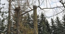 zdjęcie nr 8
