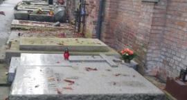 zdjęcie nr 8