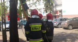 zdjęcie nr 11