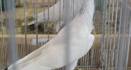 zdjęcie nr 53