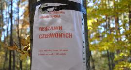 zdjęcie nr 33