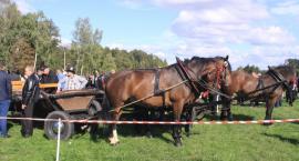 zdjęcie nr 7