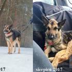 zdjęcie nr 13