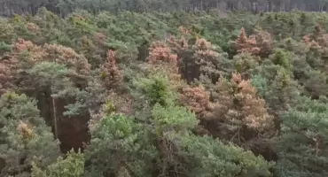 Masowe zamieranie sosen. Wstrząsające zdjęcia z dronów! Leśnicy tłumaczą, dlaczego tak sie dzieje [WIDEO]
