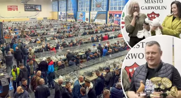 Motyle Warszawskie i Deresze Węgierskie. Pokaz Gołębi w Garwolinie przyciągnął hodowców z całego kraju [WIDEO]