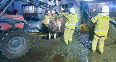 Akcja ratunkowa: Strażacy uwolnili krowę uwięzioną w szambie!