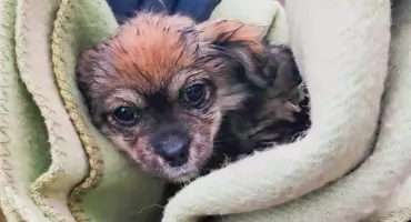 Pies wpadł do rzeki. Na pomoc ruszyli strażacy. Gdzie trafił czworonóg?