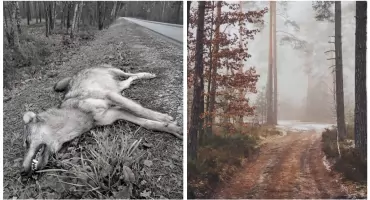 Martwy wilk to ofiara kolizji drogowej - Apel leśników!