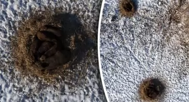 Jak dziki wspólnie przetrwają mroźną zimę? Odkryj ich sekret!