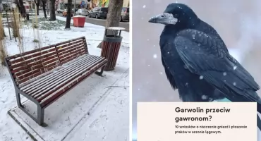 Jaki los czeka garwolińskie gawrony?