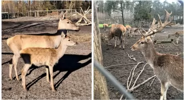 Przełom w Cyganówce! Nadleśnictwo cofa wypowiedzenie! Likwidacji zagrody nie będzie!