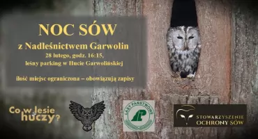 Co w lesie huczy? Nadleśnictwo Garwolin zaprasza na „Noc Sów 2026”