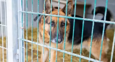 Sobolew: Mamy problem. Program opieki przyjęty, ale schroniska odmawiają współpracy