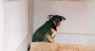 Lawina skarg na wójta Gminy Sobolew