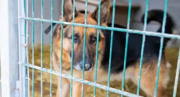 Bezdomne zwierzęta z Pilawy trafią do Nowej Iwicznej