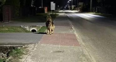 Poznajesz tego psa? Błąka się po Uninie