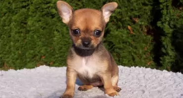 Gmina Garwolin inwestuje 93 tysiące złotych w opiekę nad bezdomnymi zwierzętami