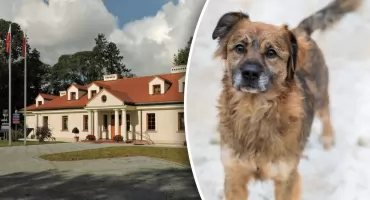 Ponad 73 tysiące złotych na opiekę nad zwierzętami. Bezdomne psy trafią do Zamienia