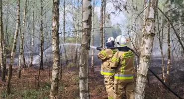 Kolejny pożar lasu w Kalonce. Strażacy znów ruszyli do akcji
