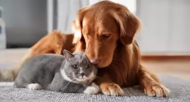 Ruszają dofinansowania do sterylizacji i kastracji zwierząt