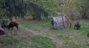 Dziki pojawiają się w Łaskarzewie. Miasto apeluje o ostrożność i przypomina zasady bezpieczeństwa