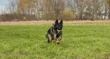 Włamali się do auta. Łup schowali w lesie, pieniądze wydali na alkohol. Wytropiła ich Frida