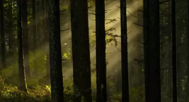 Uwaga właściciele lasów! Macie mało czasu