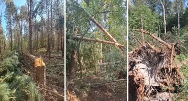 Zakaz wstępu do lasu w okolicach Miastkowa. Powodem uszkodzone drzewa po wichurze