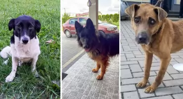 Zaginęły? Trzy psy znalezione na terenie powiatu garwolińskiego. Poszukiwani właściciele
