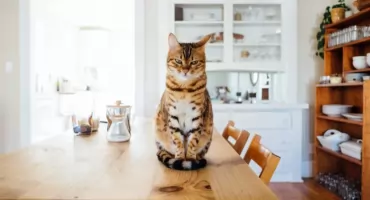 Karma dla kota po sterylizacji - jak zmienia się zapotrzebowanie?