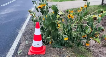 Śmierdzący problem i słoneczniki w poboczu
