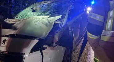 Groźne zderzenie z łosiem w Celejowie. Dwie osoby poszkodowane